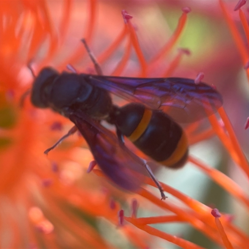 Hylaeus (Analastoroides) foveatus