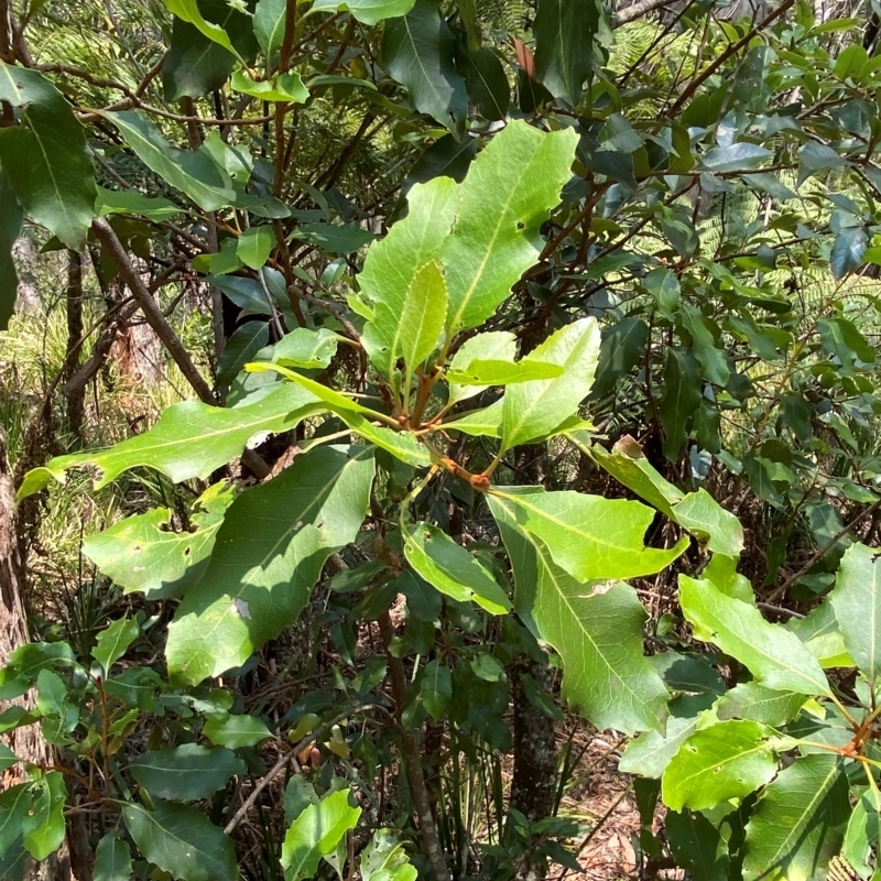 Lomatia arborescens