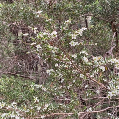 Leptospermum argenteum