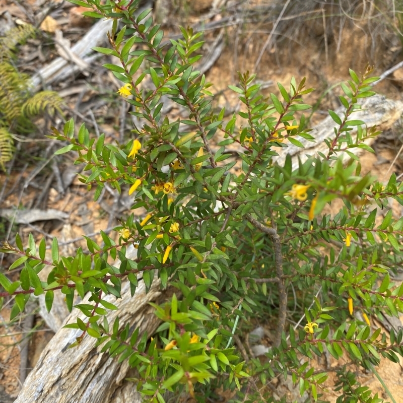 Persoonia acuminata