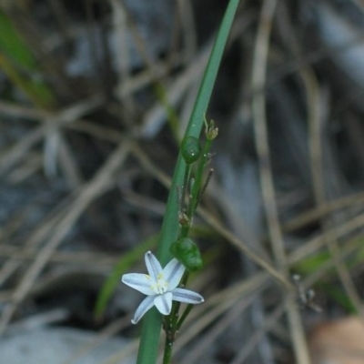Caesia parviflora var. parviflora