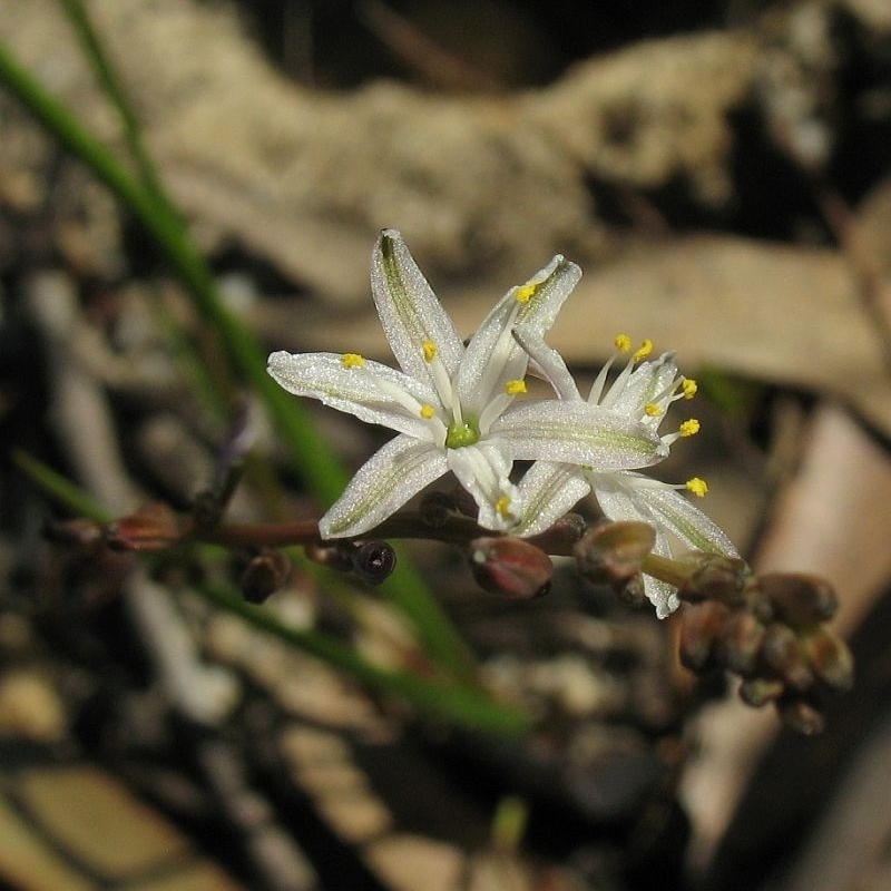 Caesia parviflora var. parviflora