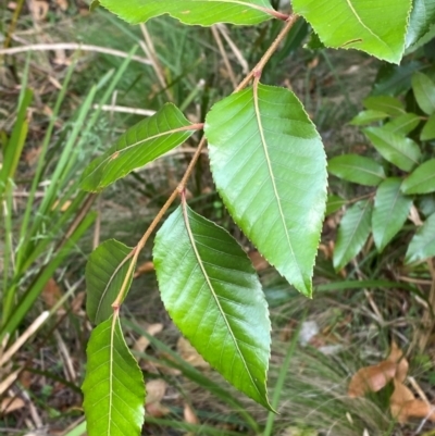 Nothofagus moorei