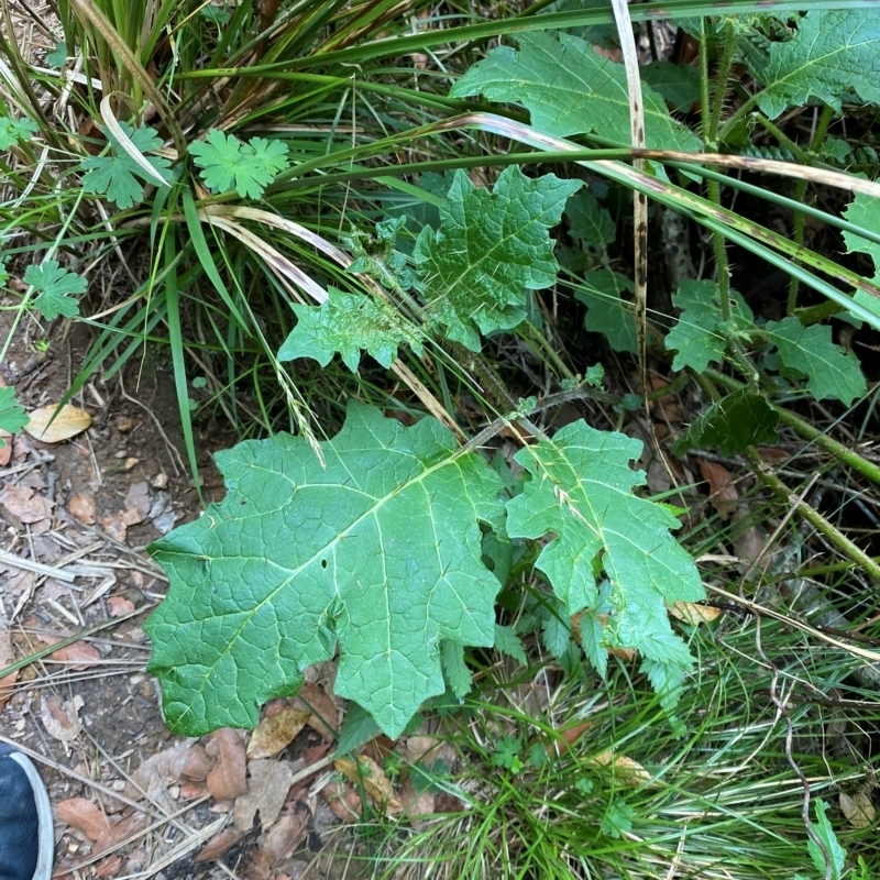 Solanum ditrichum