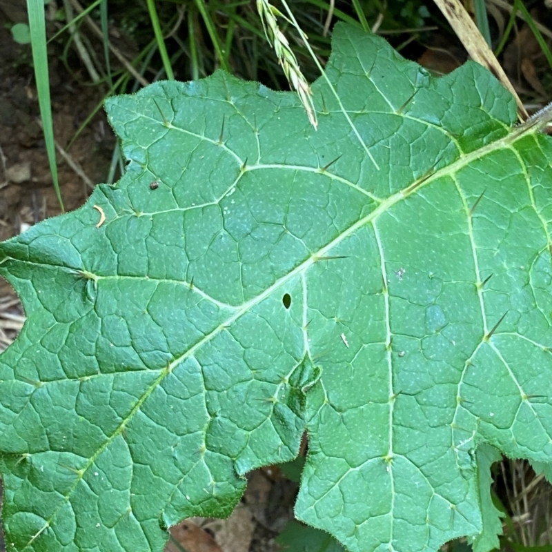 Solanum ditrichum