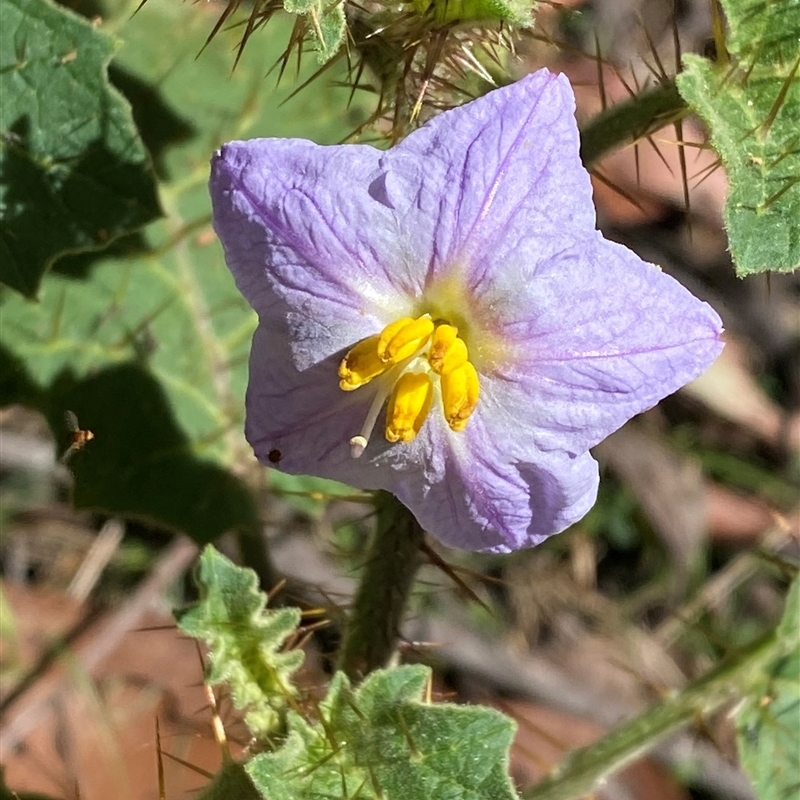 Solanum ditrichum