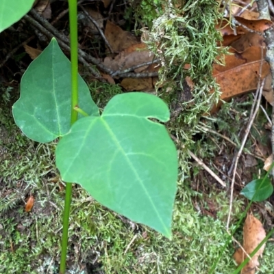 Berberidopsis beckleri