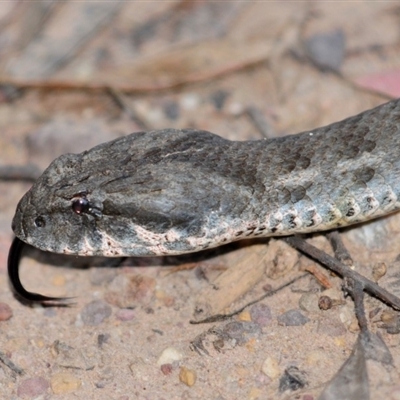 Acanthophis antarcticus