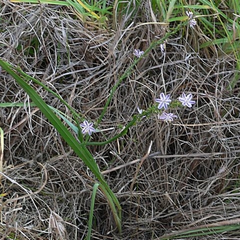 Caesia parviflora var. vittata