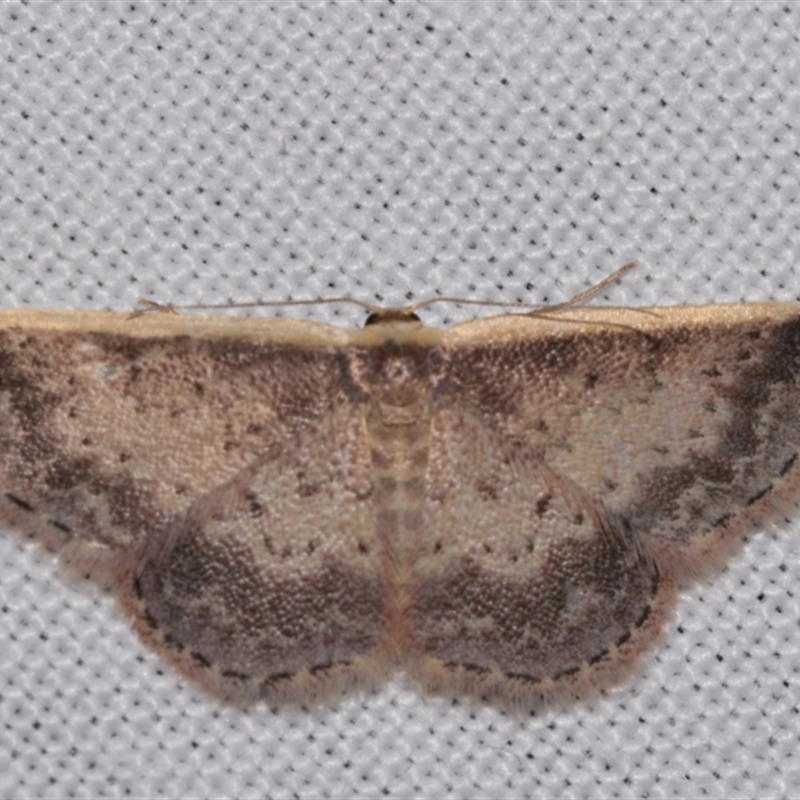 Idaea nephelota