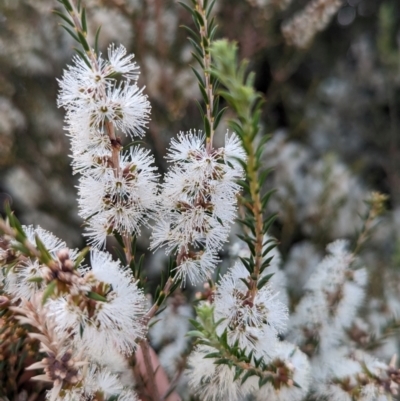 Melaleuca brevifolia