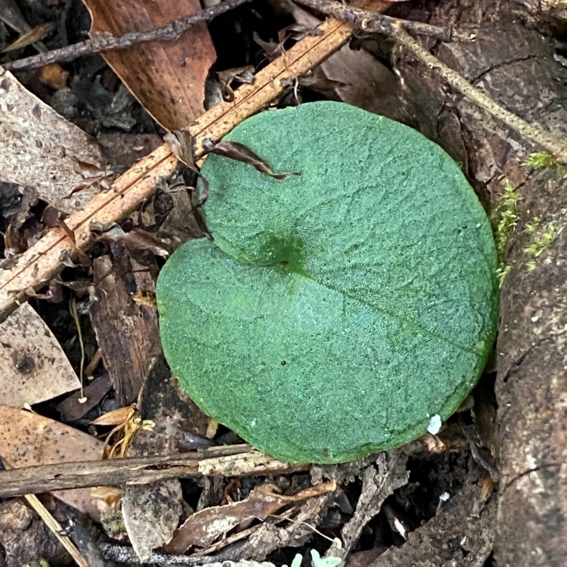 Corybas longitubus