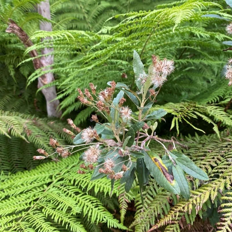 Olearia oppositifolia