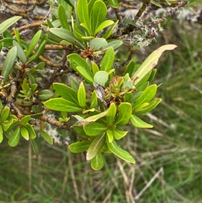 Tasmannia glaucifolia