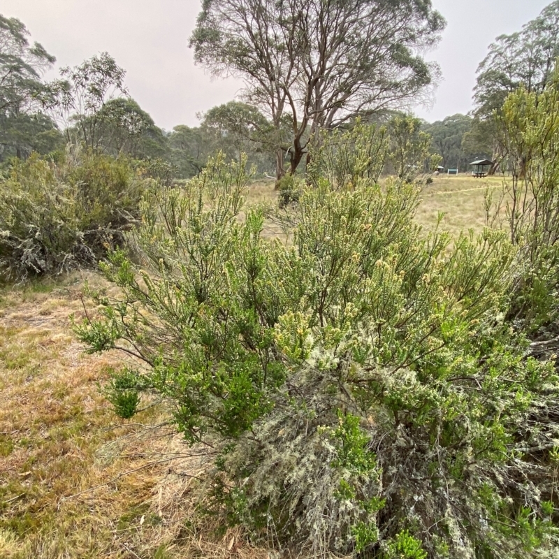 Epacris rhomibifolia