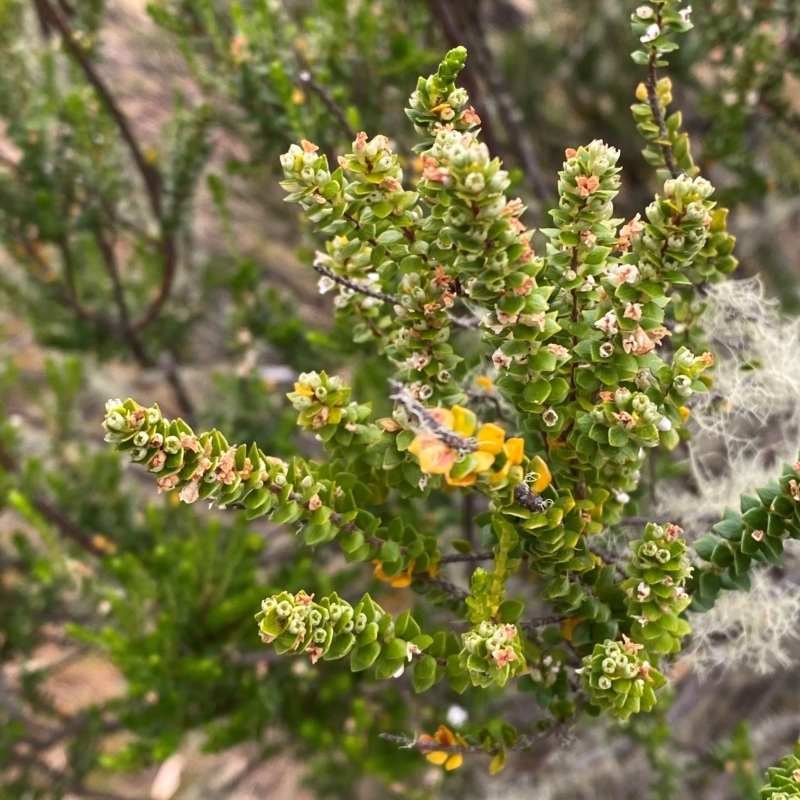 Epacris rhomibifolia