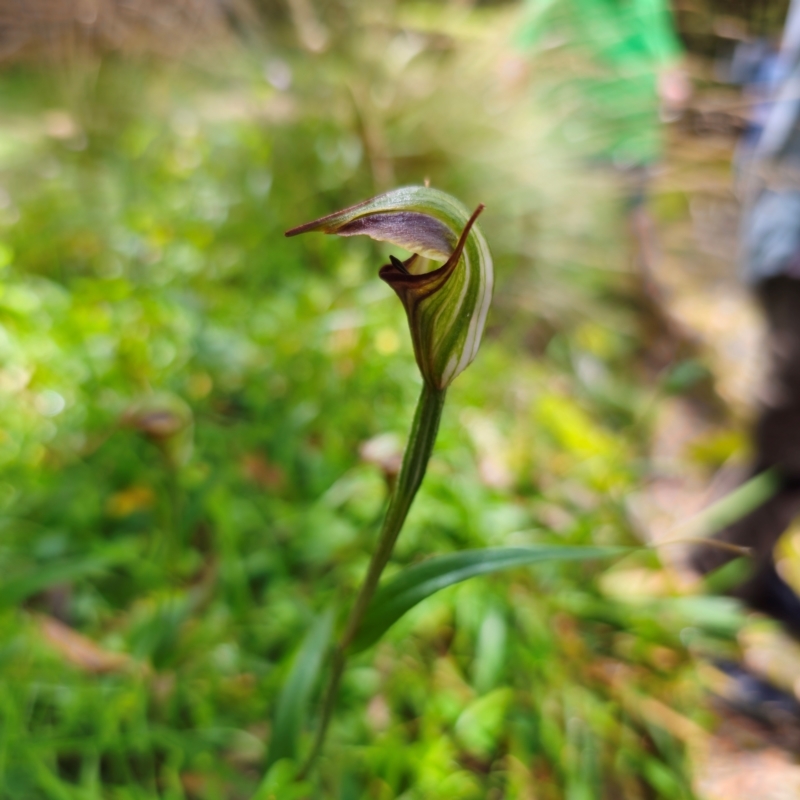 Pterostylis abrupta