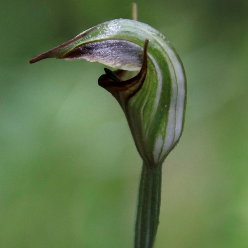 Pterostylis abrupta