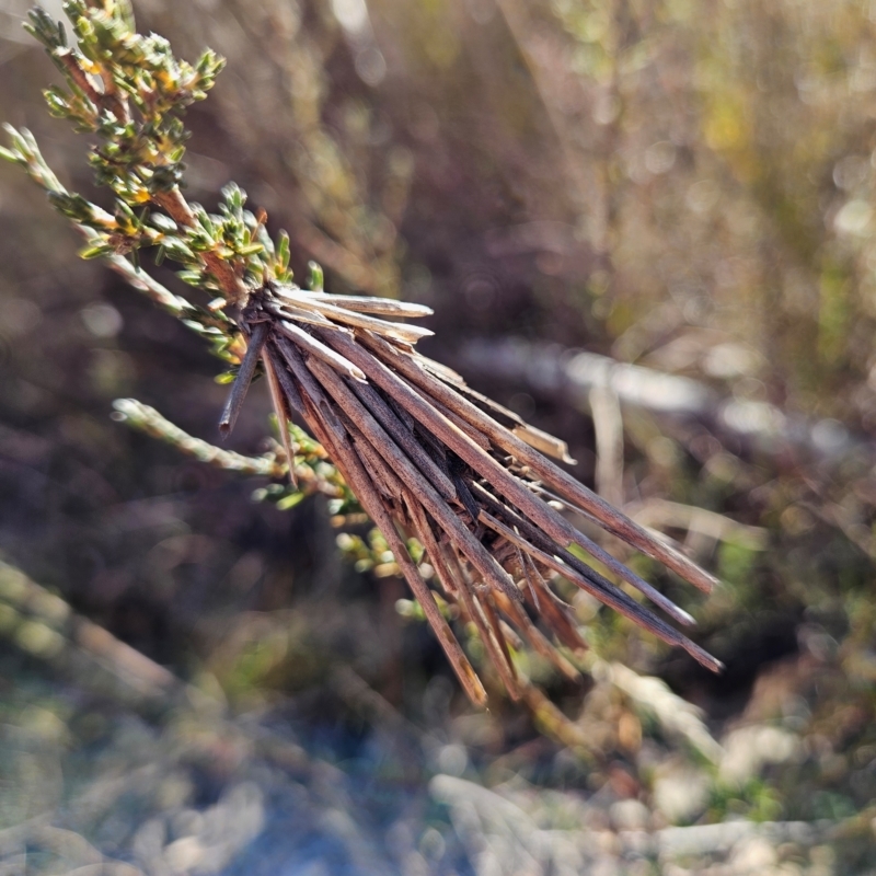 Lomera zophopepla