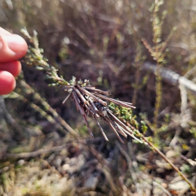 Lomera zophopepla