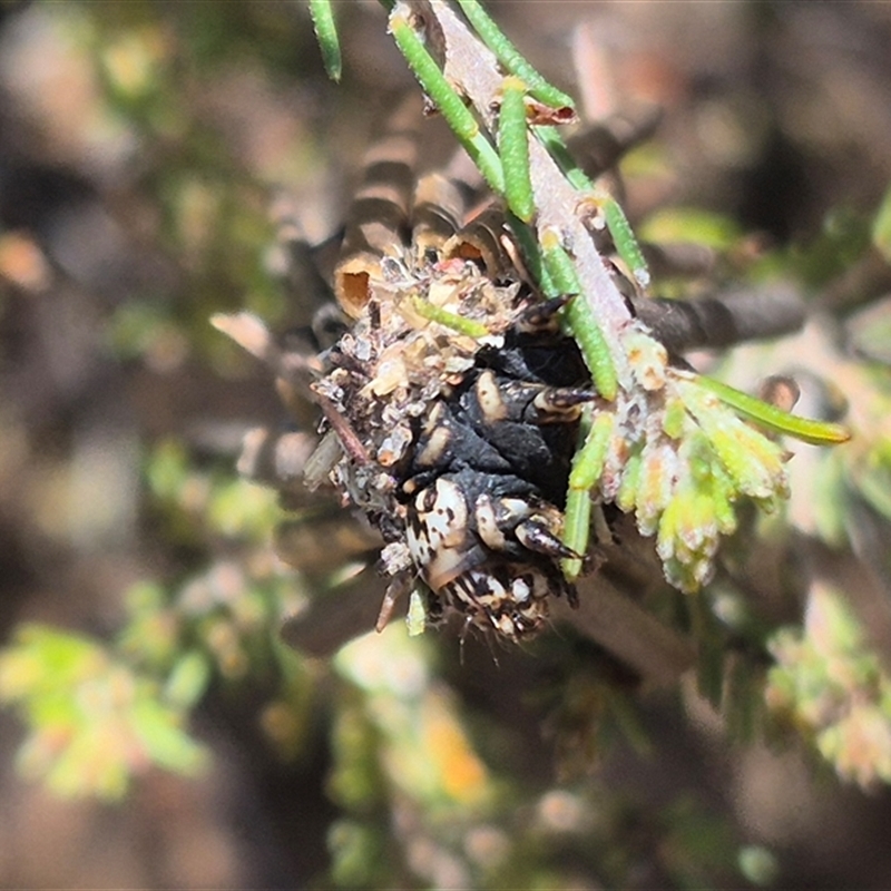 Lomera zophopepla