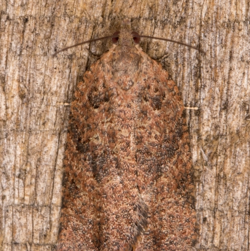 Anisogona thysanoma