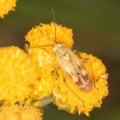 Creontiades sp. (genus)