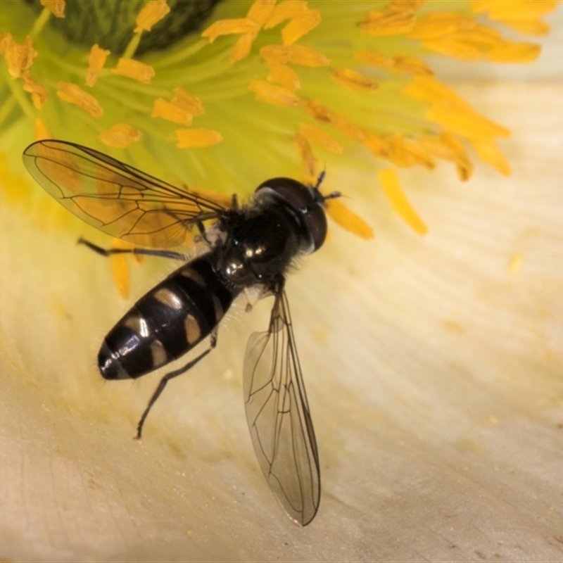 Melangyna (Austrosyrphus) collatus