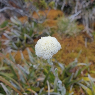 Craspedia macrocephala