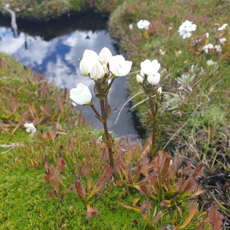 Gentianella diemensis