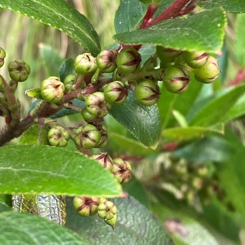 Gaultheria appressa