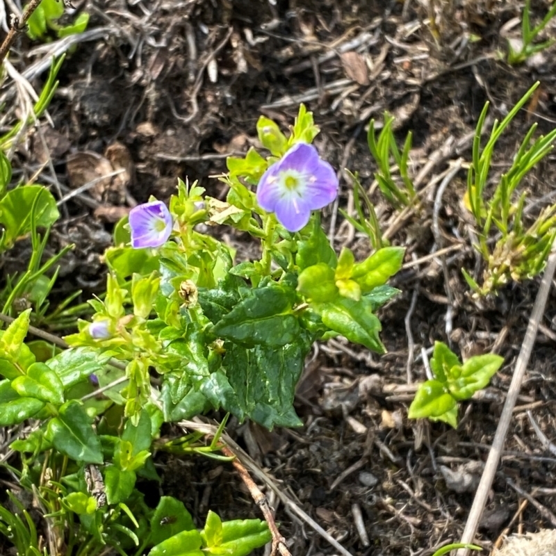 Veronica sobolifera