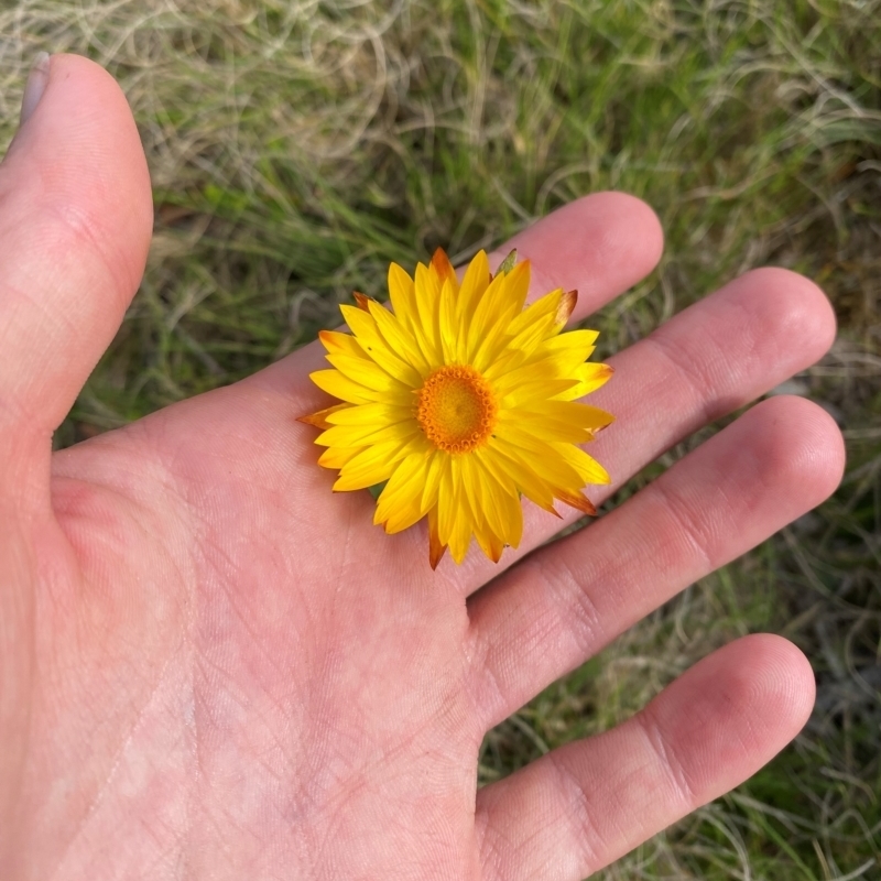 Xerochrysum sp. Glencoe (M.Gray 4401) NE Herbarium