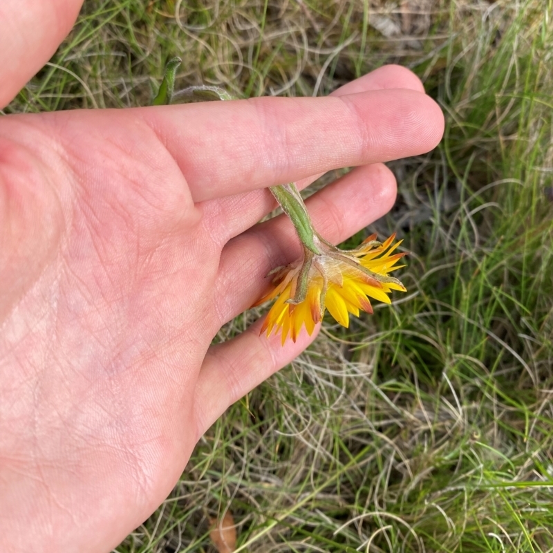 Xerochrysum sp. Glencoe (M.Gray 4401) NE Herbarium