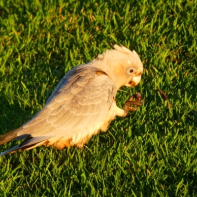 Eolophus roseicapilla x Cacatua sanguinea (Hybrid)