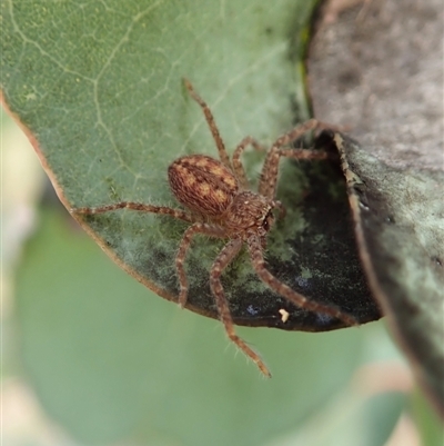 Isopeda or Isopedella sp. (genus)