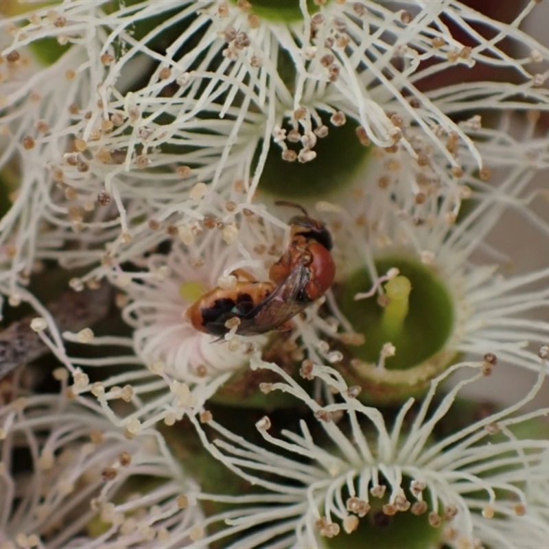 Pachyprosopis (Pachyprosopula) kellyi