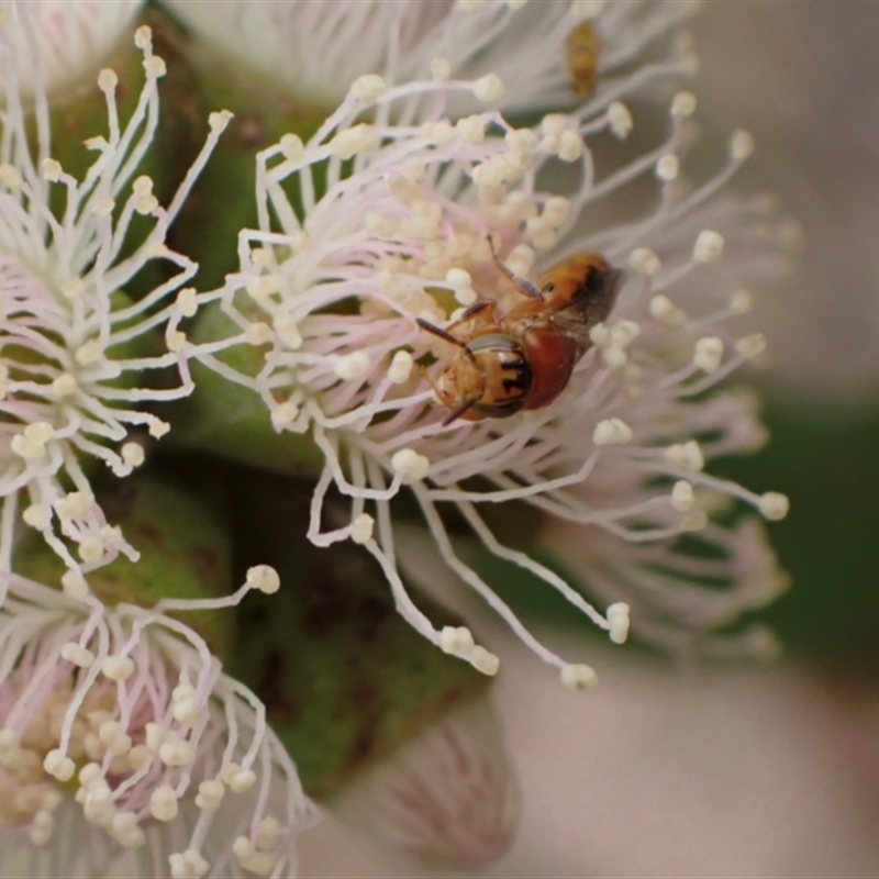 Pachyprosopis (Pachyprosopula) kellyi