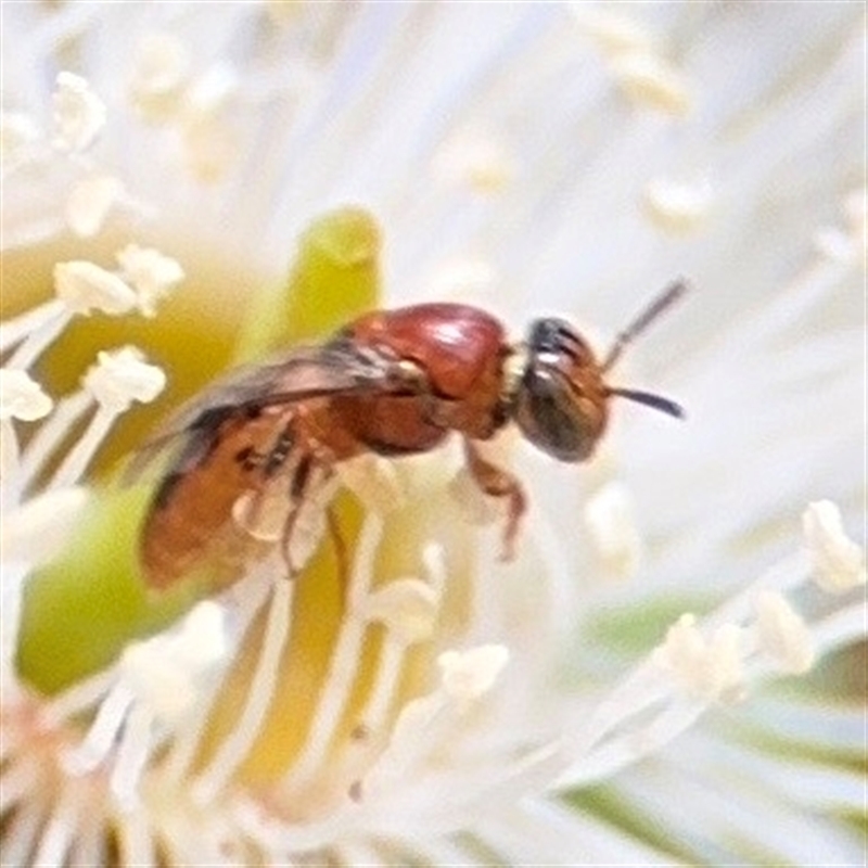 Pachyprosopis (Pachyprosopula) kellyi