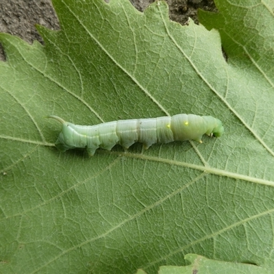 Sphingidae