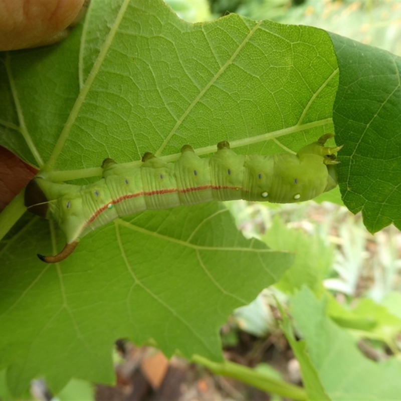 Sphingidae