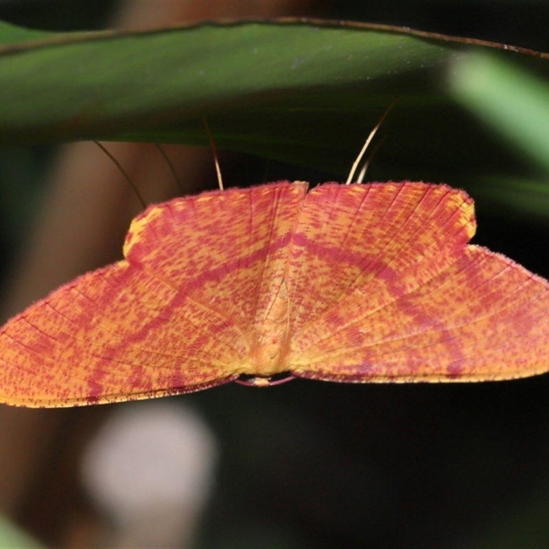 Eumelea rosalia