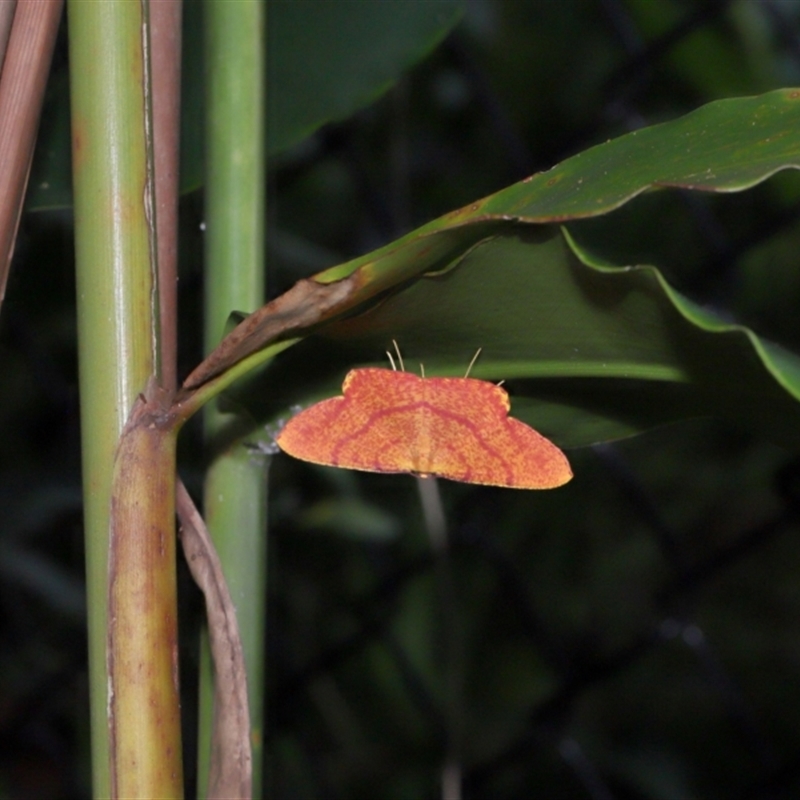 Eumelea rosalia