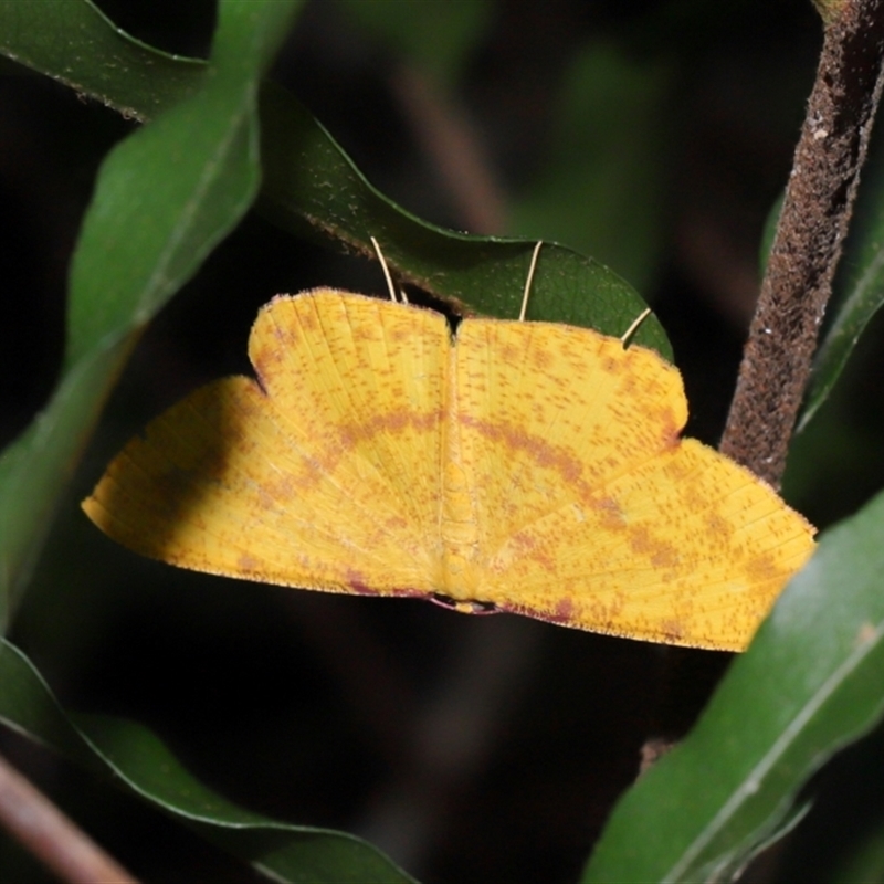 Eumelea rosalia