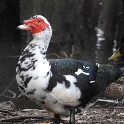 Cairina moschata