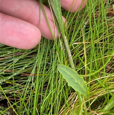 Senecio lageniformis