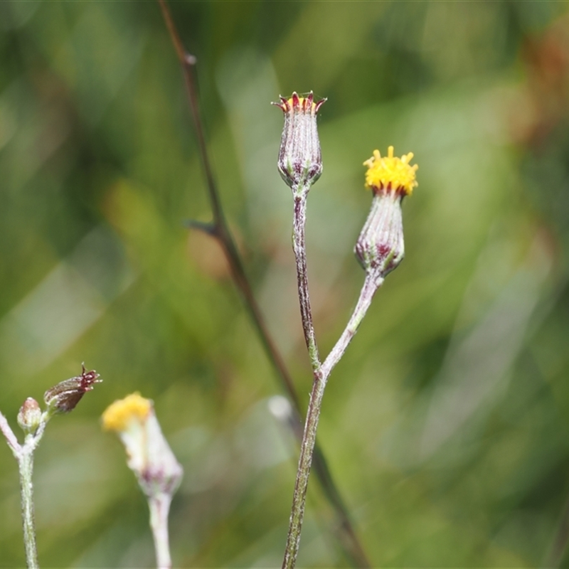 Senecio lageniformis