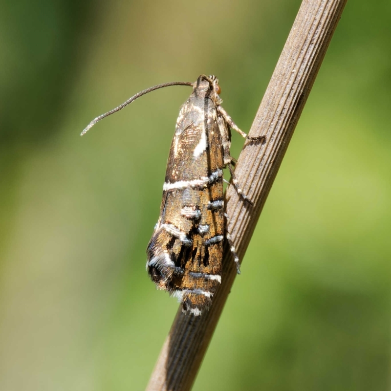 Glyphipterix calliscopa