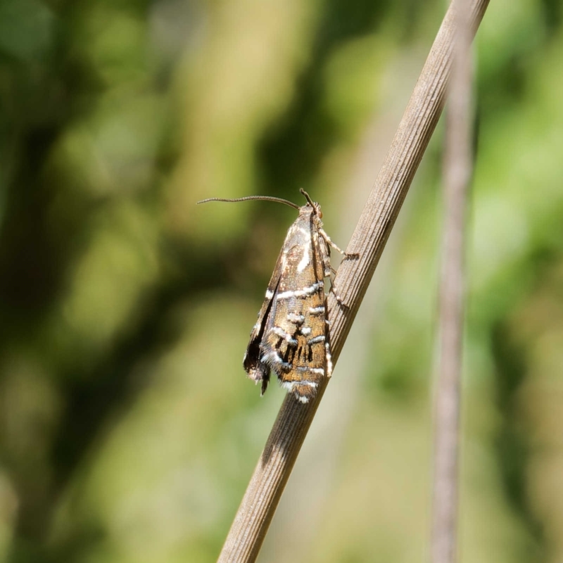 Glyphipterix calliscopa