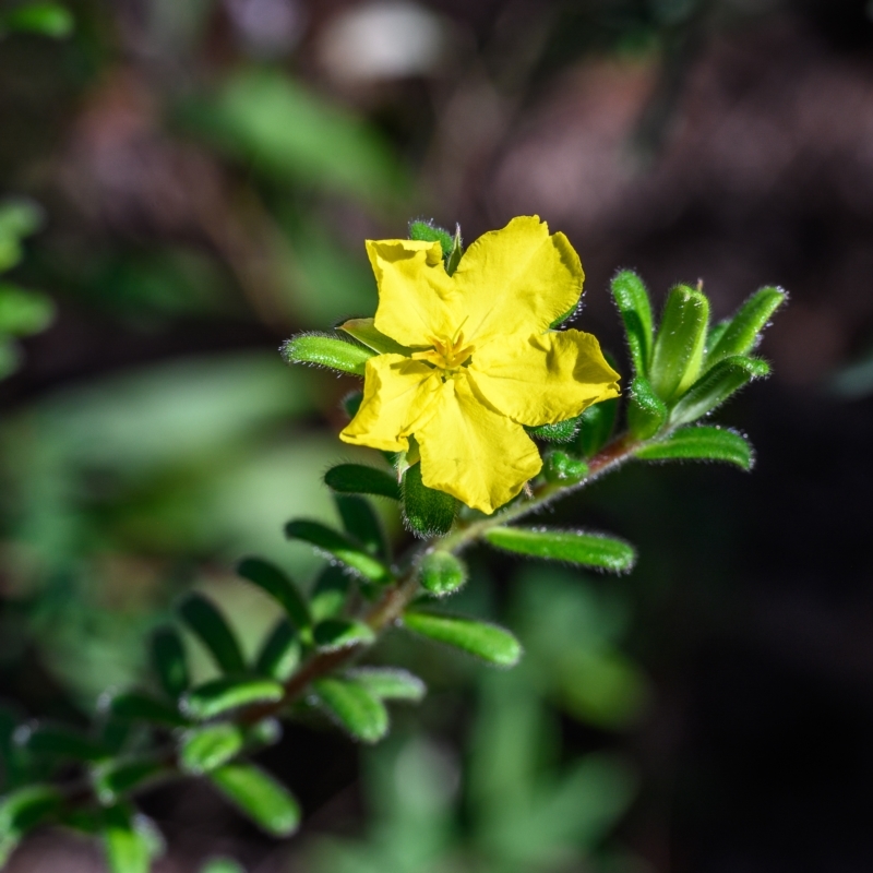 Hibbertia praemorsa